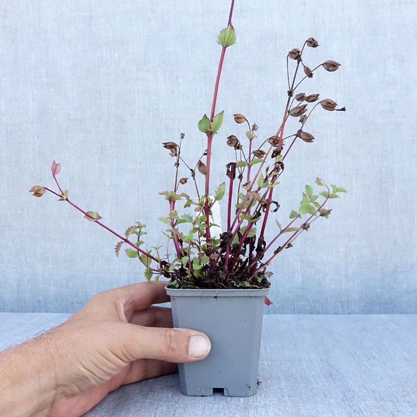 Mimulus cupreus Roter Kaiser 8/9 cm pot sample as delivered in summer
