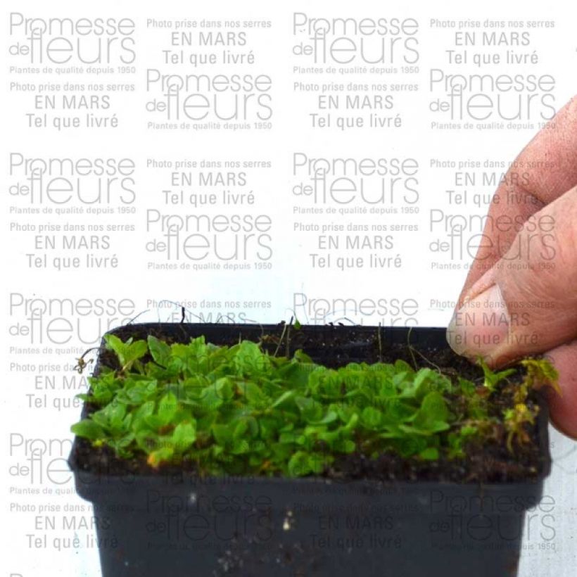 Example of Mimulus Highland Yellow 8/9 cm pot specimen as delivered