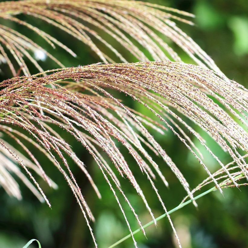 Miscanthus floridulus (Flowering)