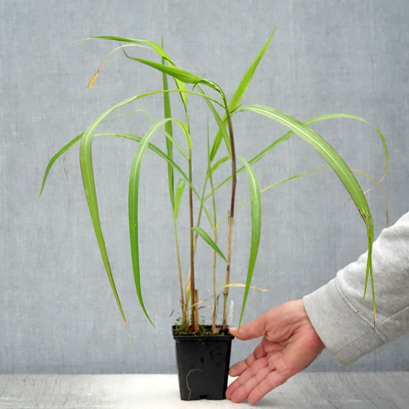Miscanthus floridulus 8/9 cm pot sample as delivered in summer