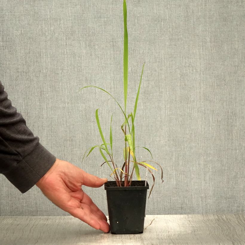 Miscanthus nepalensis 8/9 cm pot sample as delivered in summer