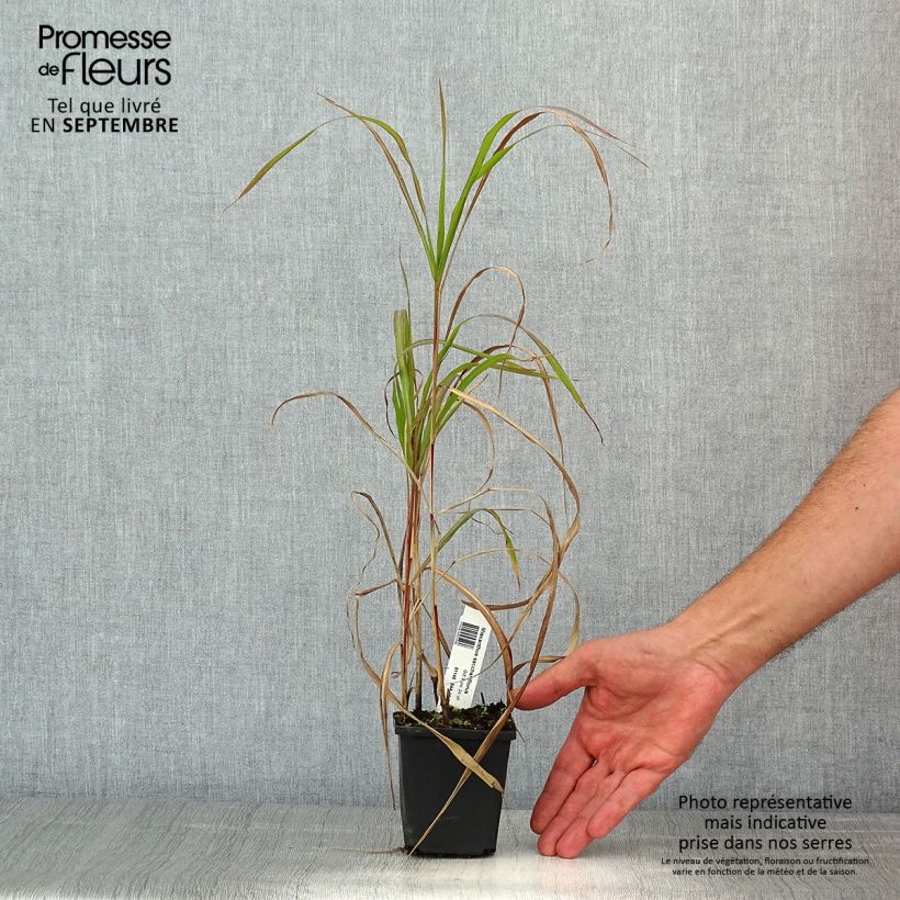 Miscanthus sacchariflorus 8/9 cm pot sample as delivered in summer