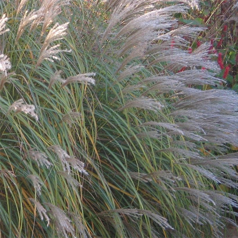 Miscanthus sinensis Adagio - Silvergrass (Flowering)