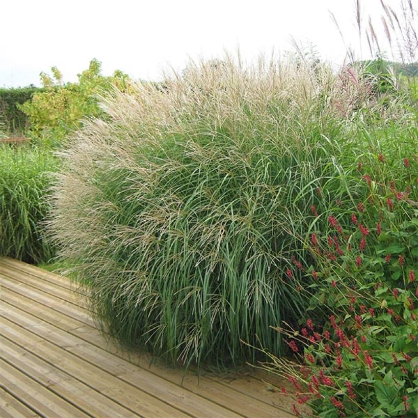 Miscanthus sinensis Adagio - Silvergrass (Plant habit)