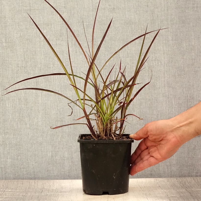 Miscanthus sinensis Boucle - Silvergrass 1.5L/2L pot sample as delivered in summer