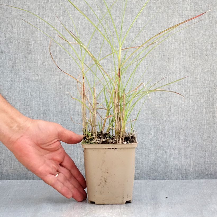 Miscanthus sinensis China - Silvergrass 8/9 cm pot sample as delivered in summer