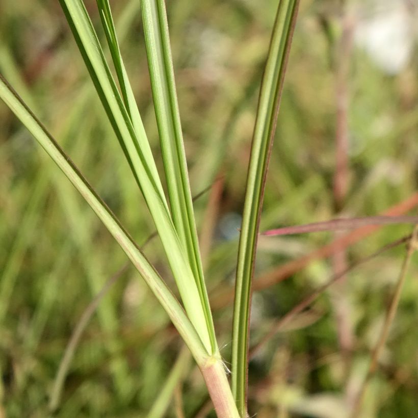 Miscanthus sinensis China - Silvergrass (Foliage)