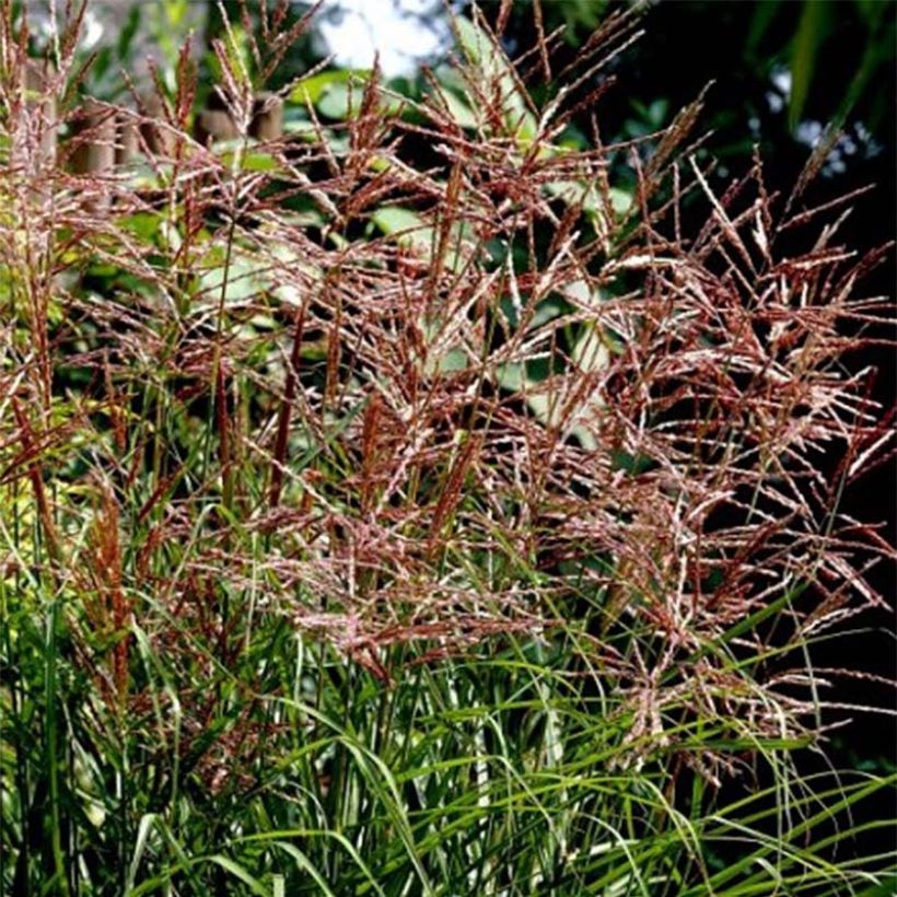 Miscanthus sinensis Dronning Ingrid - Silvergrass (Flowering)