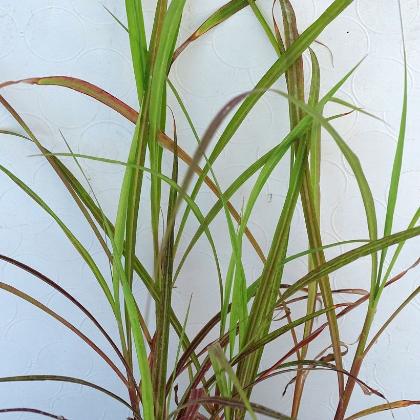 Miscanthus sinensis Dronning Ingrid - Silvergrass (Foliage)