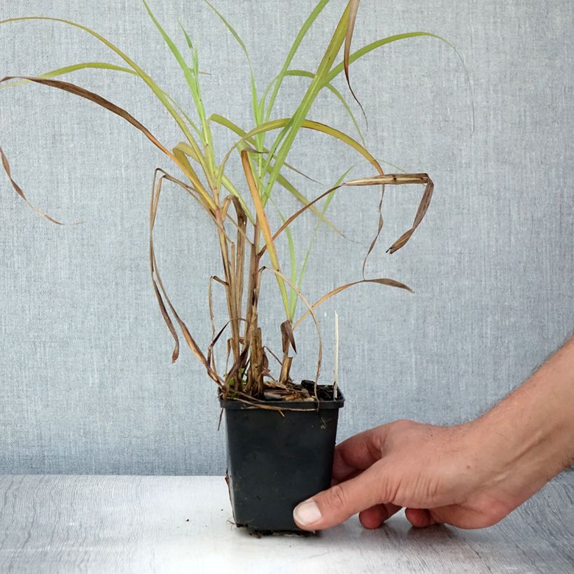 Miscanthus sinensis Emmanuel Lepage - Silvergrass 8/9 cm pot sample as delivered in summer