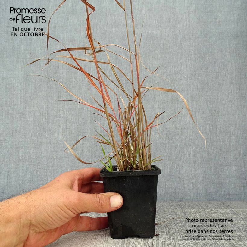 Miscanthus sinensis Ferner Osten - Silvergrass 8/9 cm pot sample as delivered in autumn