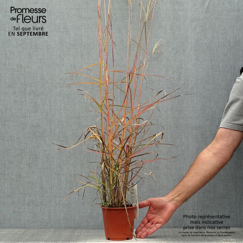 Miscanthus sinensis Ferner Osten - Silvergrass 1L/1.5L pot sample as delivered in autumn