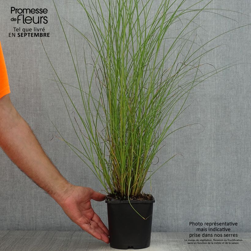 Miscanthus sinensis Gracillimus - Silvergrass 2L/3L pot sample as delivered in summer