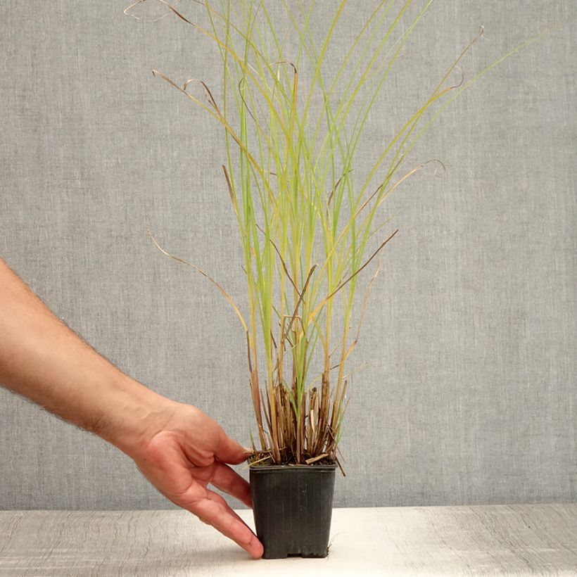 Miscanthus sinensis Gracillimus - Silvergrass 8/9 cm pot sample as delivered in summer