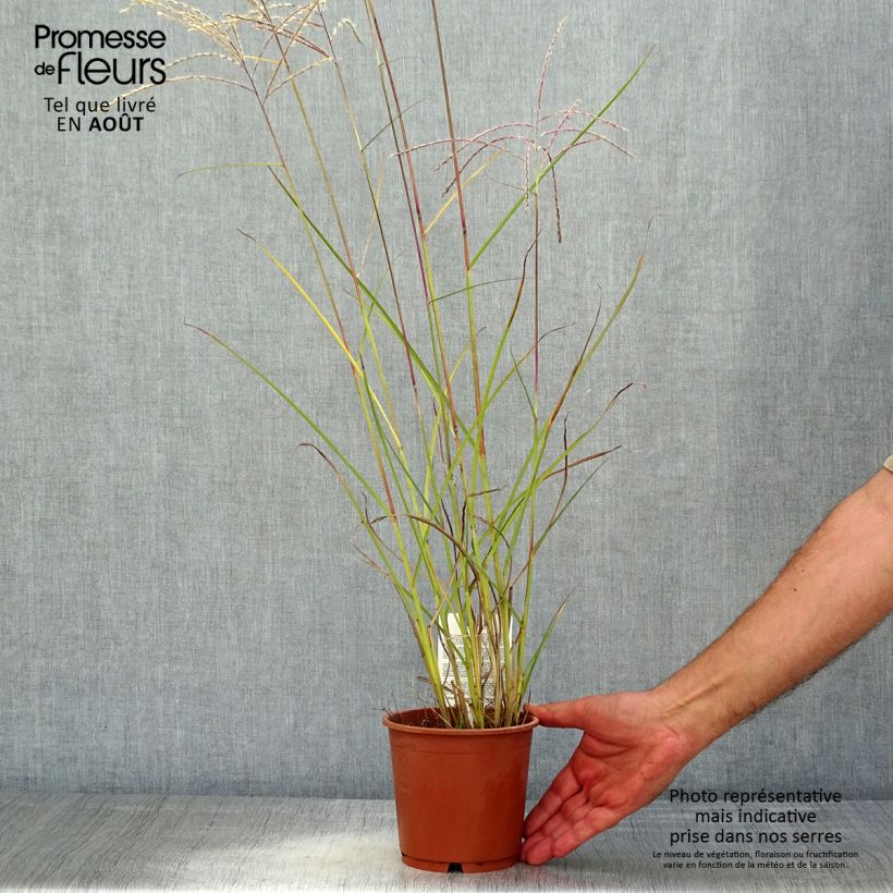 Miscanthus sinensis 'Kleine Fontäne' (Petite Fontaine) 1L/1.5L pot sample as delivered in summer
