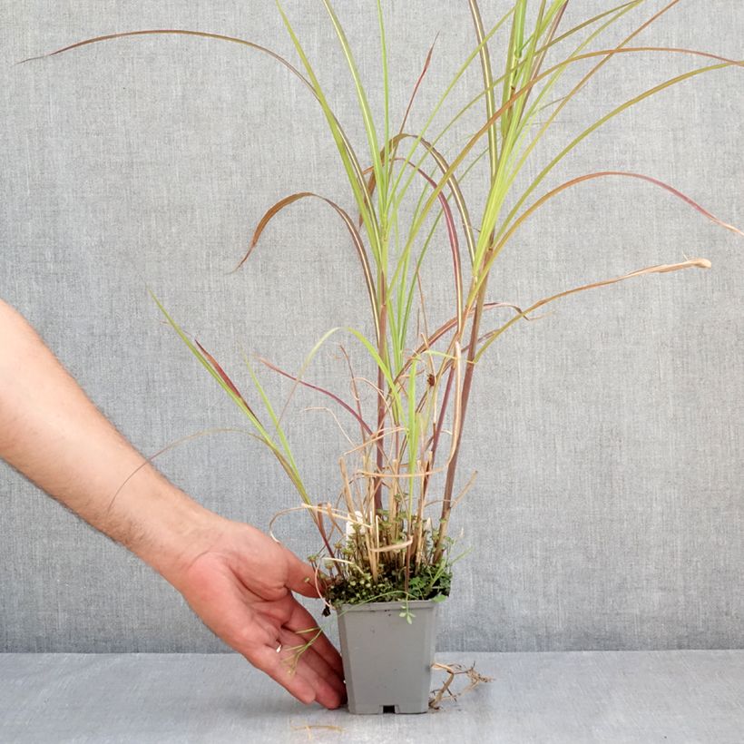 Miscanthus sinensis 'Kleine Fontäne' (Petite Fontaine) 8/9 cm pot sample as delivered in summer