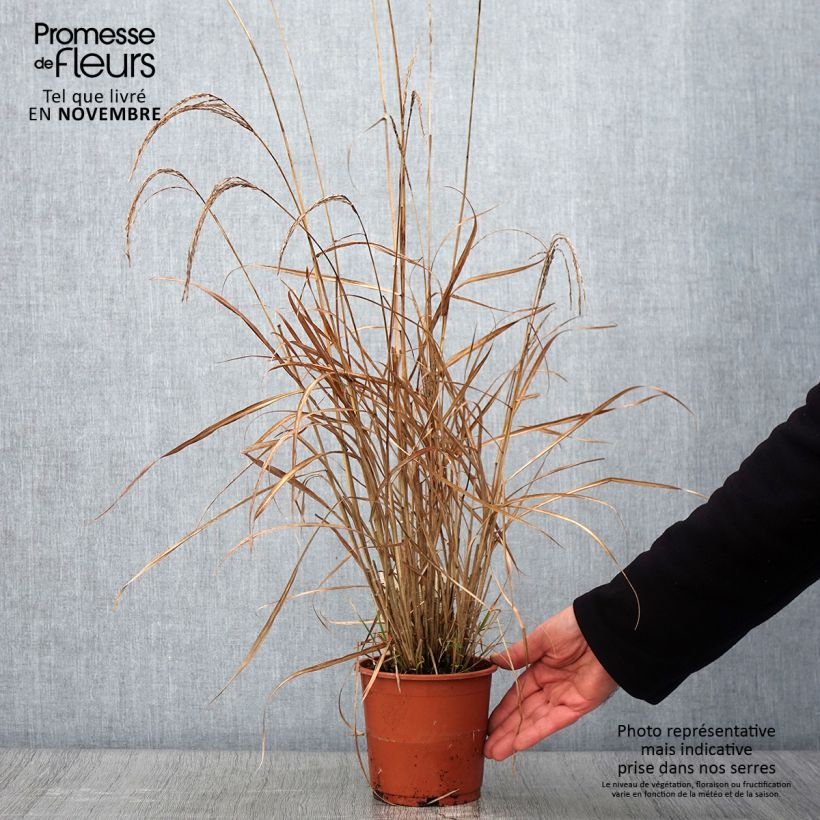 Miscanthus sinensis Kleine Silberspinne - Silvergrass 1L/1.5L pot sample as delivered in autumn