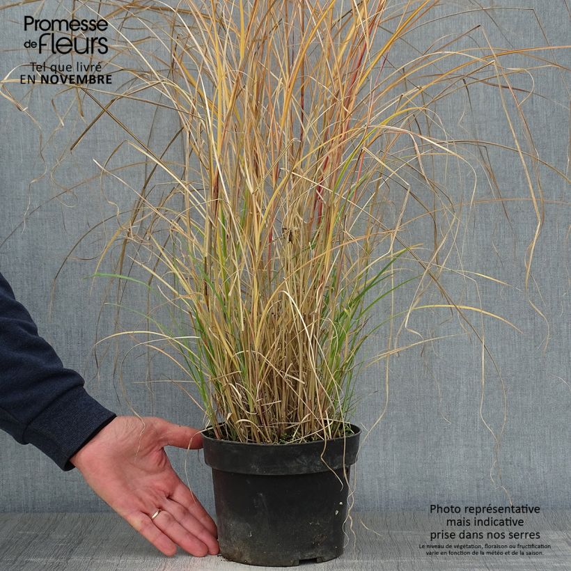 Miscanthus sinensis Kleine Silberspinne - Silvergrass 4L/5L pot sample as delivered in autumn