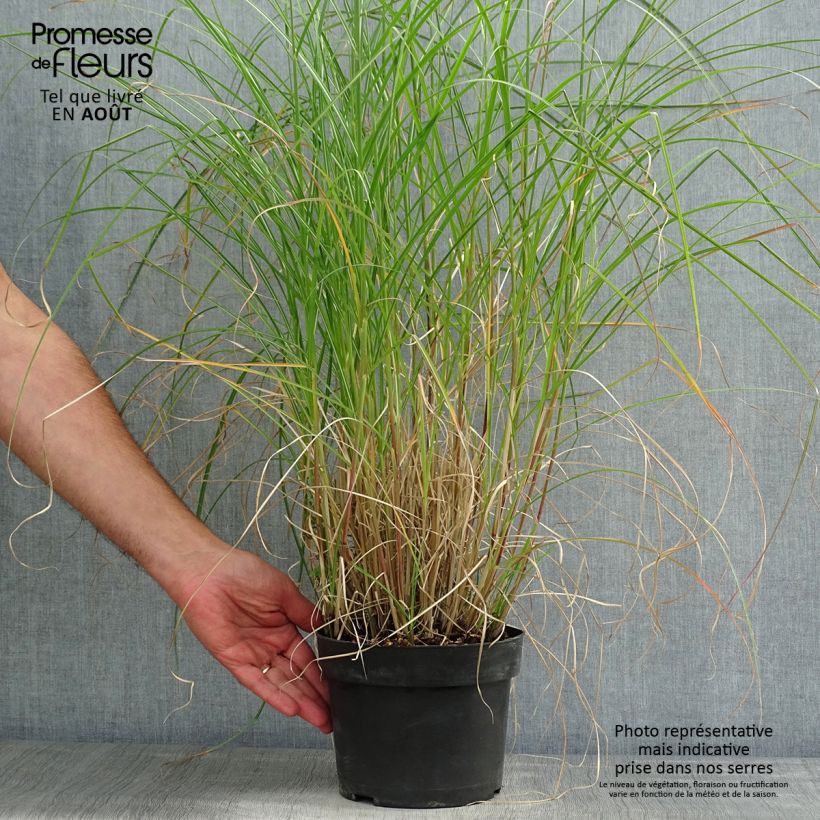 Miscanthus sinensis Kleine Silberspinne - Silvergrass 4L/5L pot sample as delivered in summer