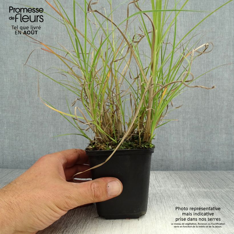 Miscanthus sinensis Krater - Silvergrass 8/9 cm pot sample as delivered in summer