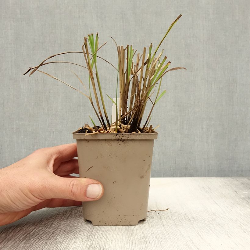 Miscanthus sinensis Little Miss - Silvergrass 8/9 cm pot sample as delivered in autumn