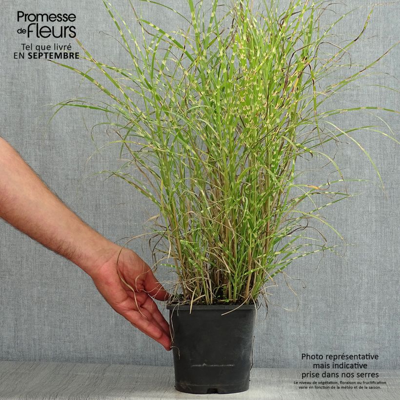 Miscanthus sinensis Little Zebra - Silvergrass 2L/3L pot sample as delivered in summer