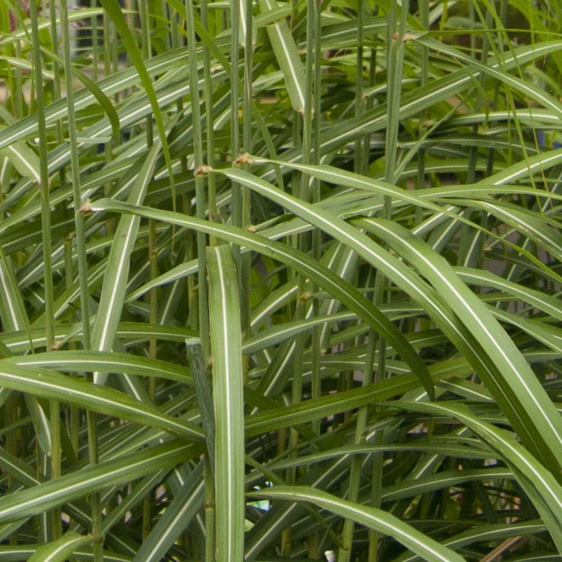 Miscanthus sinensis Malepartus - Silvergrass (Foliage)