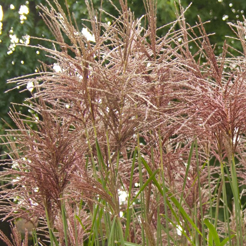 Miscanthus sinensis Malepartus - Silvergrass (Flowering)