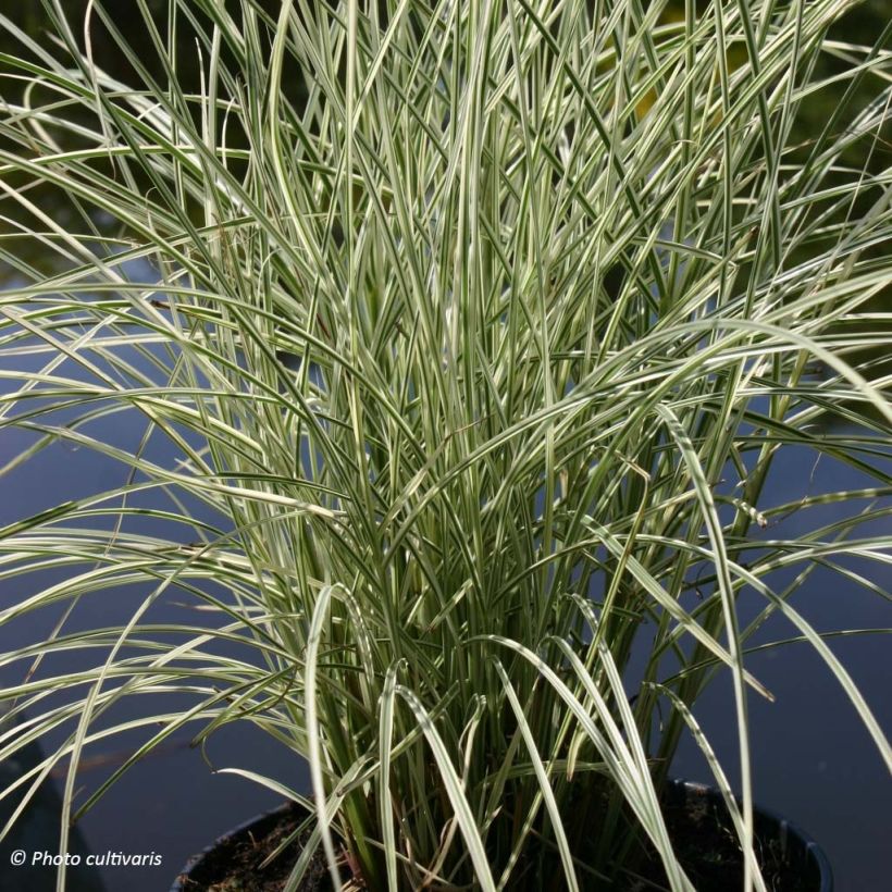 Miscanthus sinensis Morning Bright - Silvergrass (Plant habit)