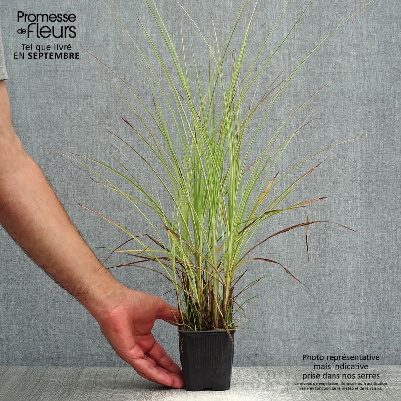 Miscanthus sinensis Morning Light - Silvergrass 8/9 cm pot sample as delivered in summer