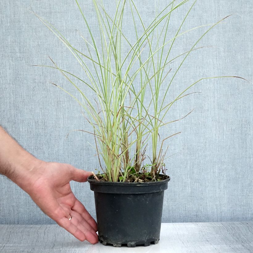 Miscanthus sinensis Morning Light - Silvergrass 2L/3L pot sample as delivered in summer