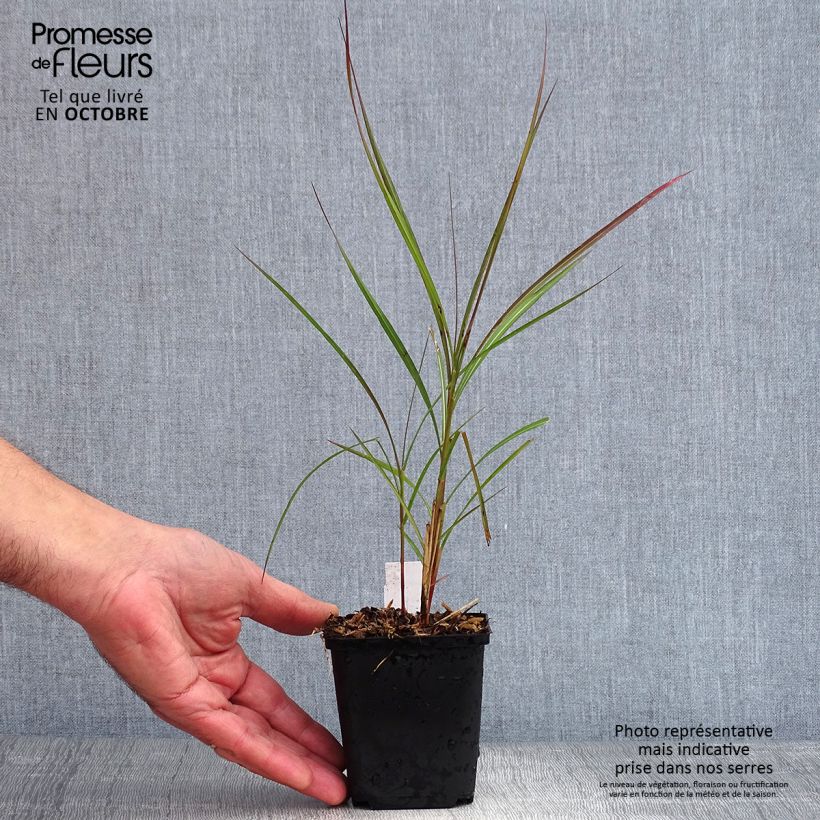 Miscanthus sinensis Purple Fall - Silvergrass 8/9 cm pot sample as delivered in autumn