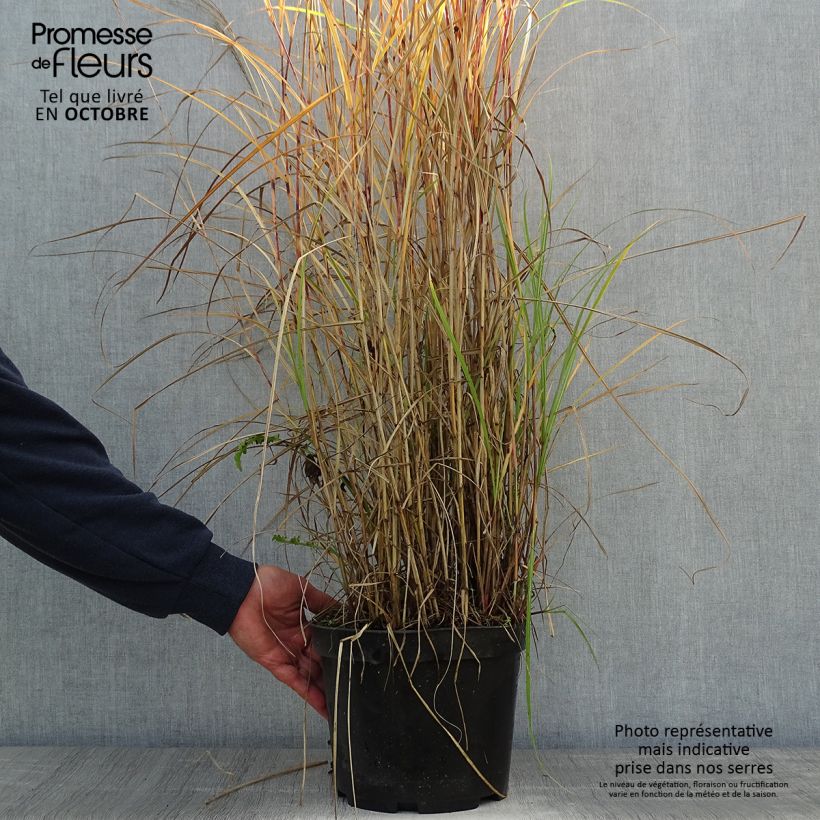Miscanthus sinensis Red Chief - Silvergrass 4L/5L pot sample as delivered in autumn