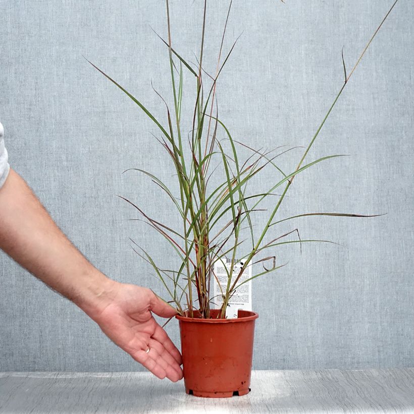 Miscanthus sinensis Samurai - Silvergrass 1L/1.5L pot sample as delivered in summer