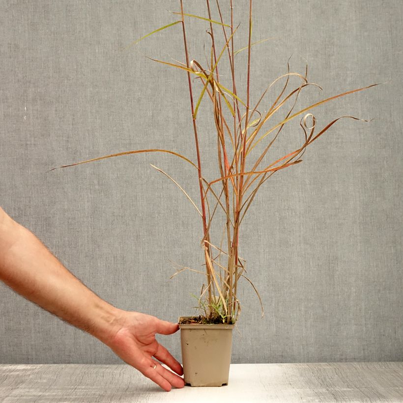 Miscanthus sinensis Sarabande - Silvergrass 8/9 cm pot sample as delivered in summer