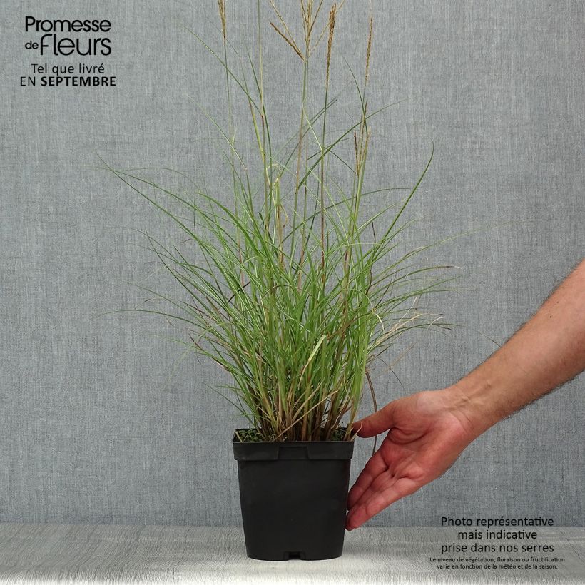 Miscanthus sinensis Yaku-Jima - Silvergrass 2L/3L pot sample as delivered in summer