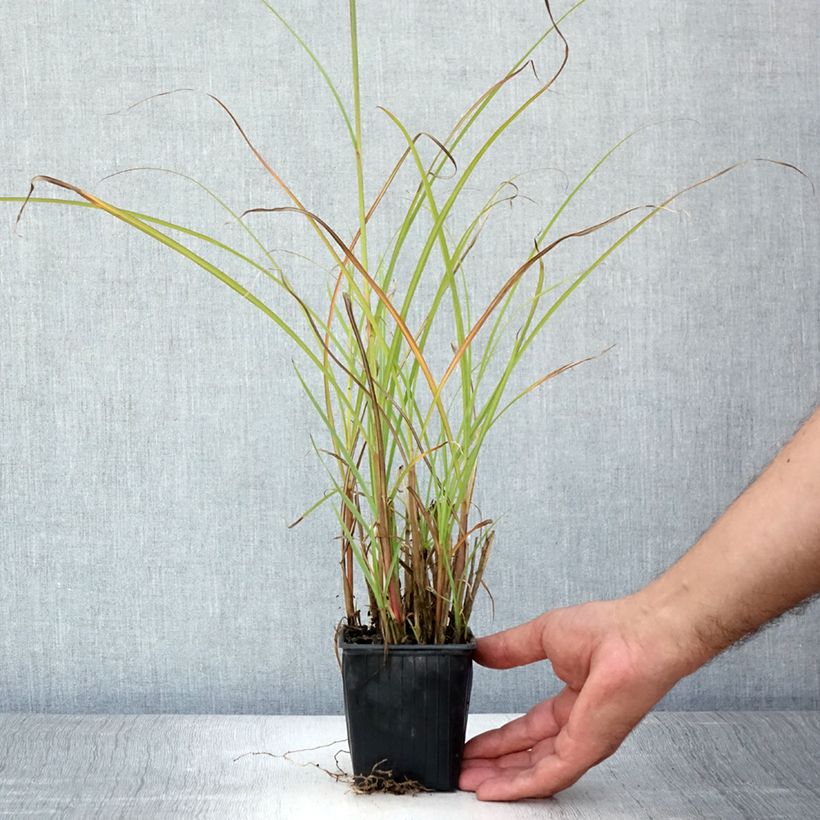 Miscanthus transmorrisonensis 8/9 cm pot sample as delivered in summer