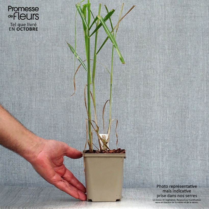 Miscanthus giganteus Alligator 10cm/11cm pot sample as delivered in autumn