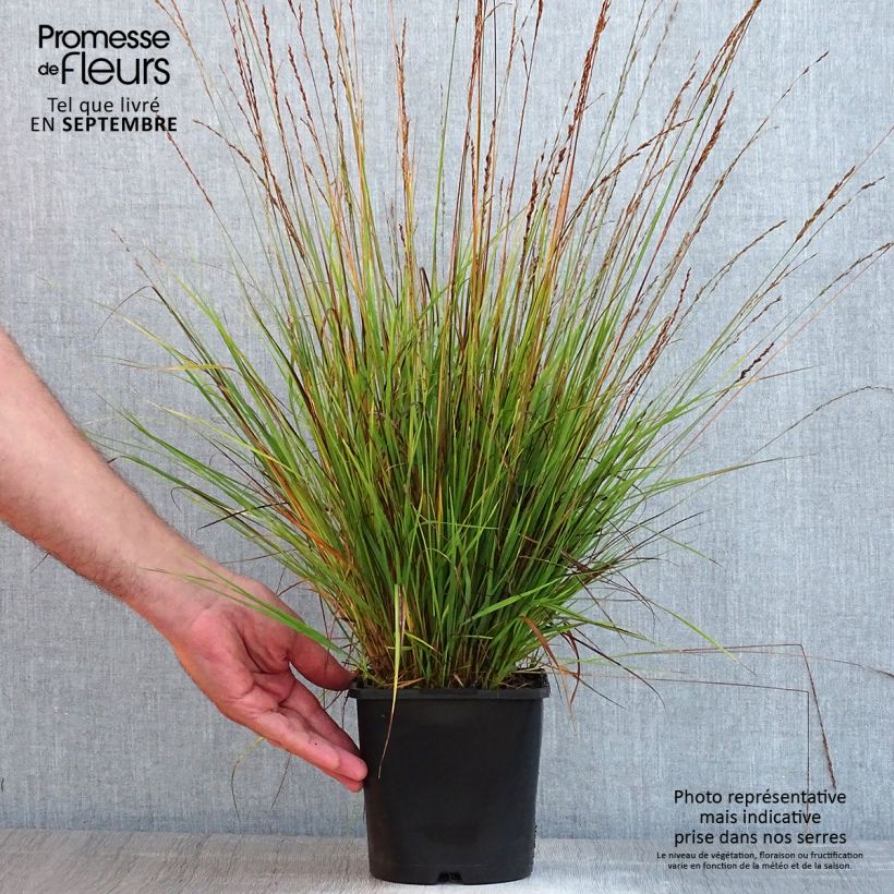 Molinia caerulea subsp. caerulea Heidezwerg - Purple Moor-grass 2L/3L pot sample as delivered in summer