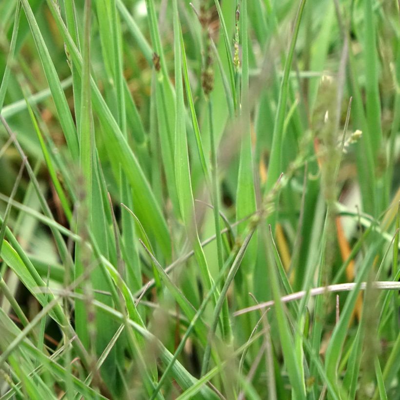 Molinia caerulea Moorflamme - Purple Moor-grass (Foliage)