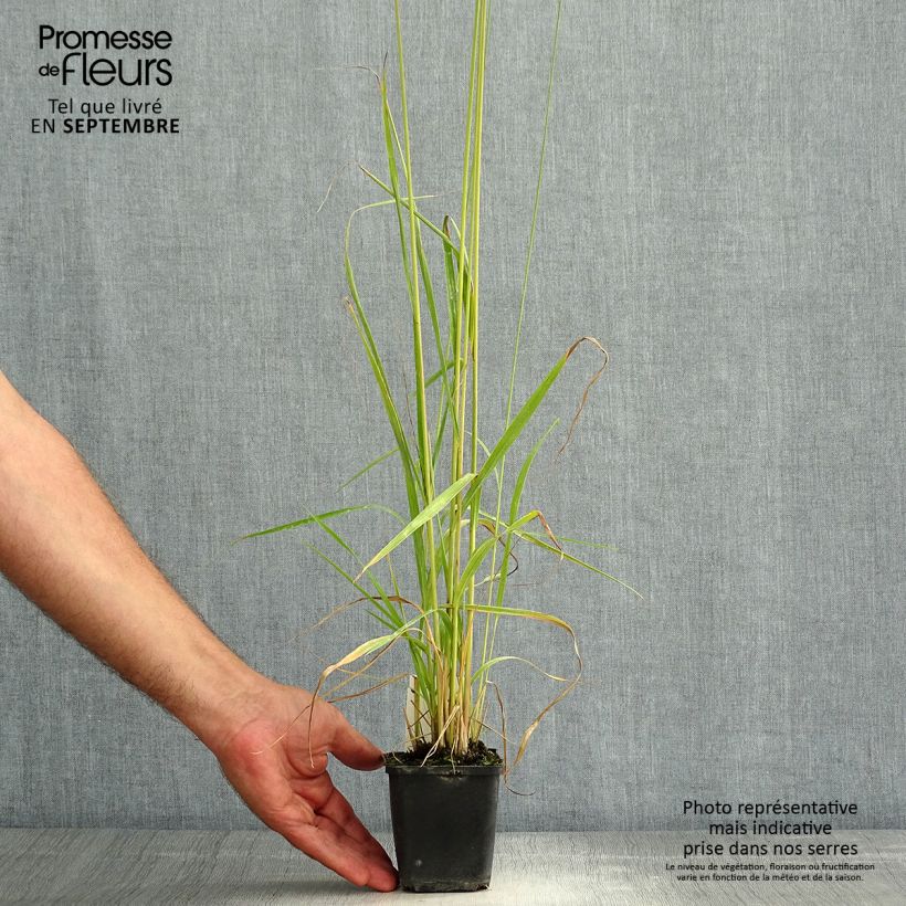 Molinia caerulea subsp. arundinacea Fontäne - Purple Moor-grass 8/9 cm pot sample as delivered in summer