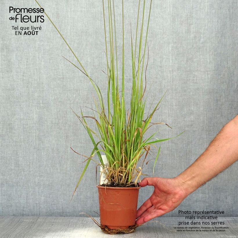 Molinia caerulea subsp. arundinacea Fontäne - Purple Moor-grass 1L/1.5L pot sample as delivered in summer