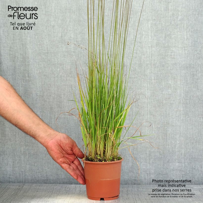 Molinia caerulea subsp. caerulea Heidebraut - Purple Moor-grass 1L/1.5L pot sample as delivered in summer
