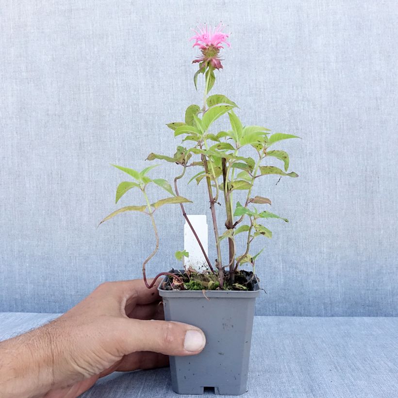 Monarda didyma Croftway Pink - Beebalm 8/9 cm pot sample as delivered in summer