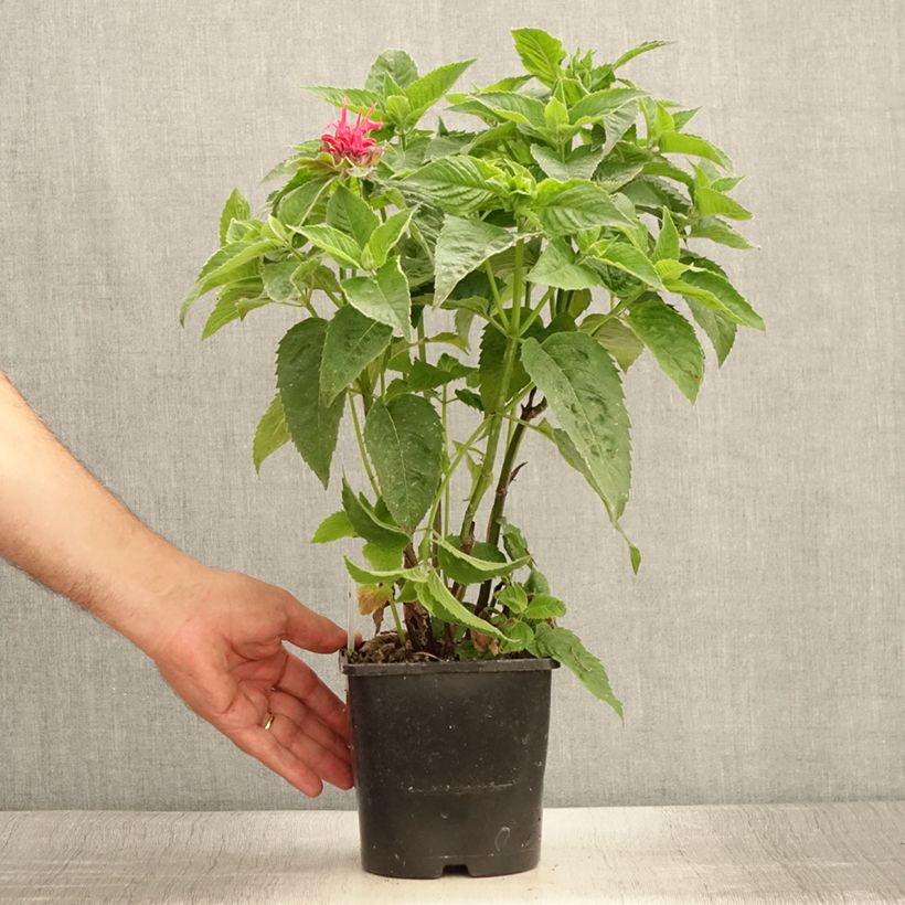 Monarda didyma Pink Supreme 1.5L/2L pot sample as delivered in summer