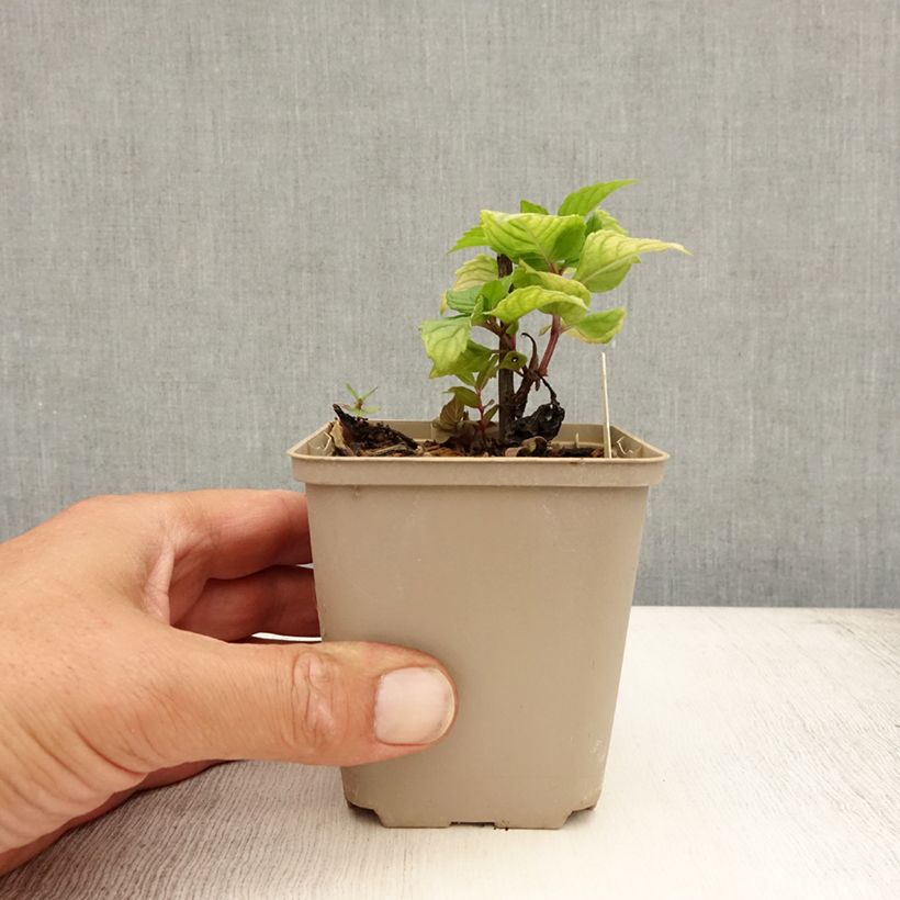 Monarda Fireball - Beebalm 8/9 cm pot sample as delivered in summer