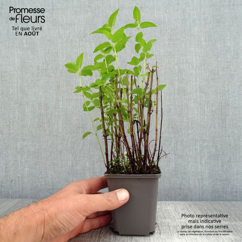 Monarda fistulosa var. menthifolia - Beebalm 8/9 cm pot sample as delivered in summer