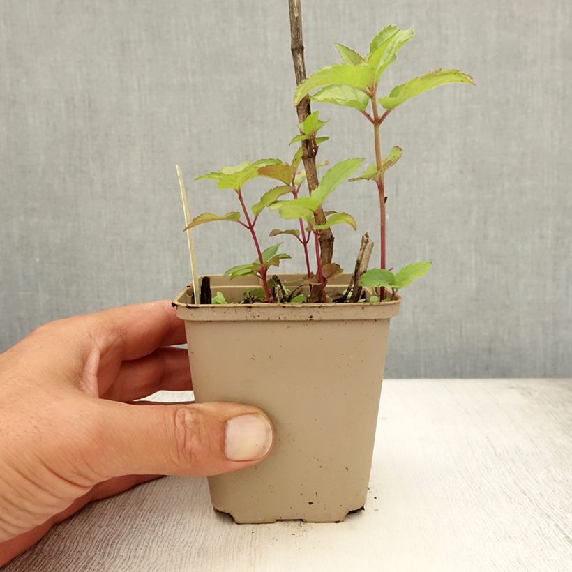 Monarda Heidelerche - Beebalm 8/9 cm pot sample as delivered in summer