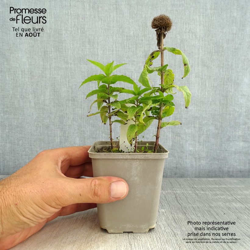 Monarda didyma Pardon My Pink - Beebalm 8/9 cm pot sample as delivered in summer