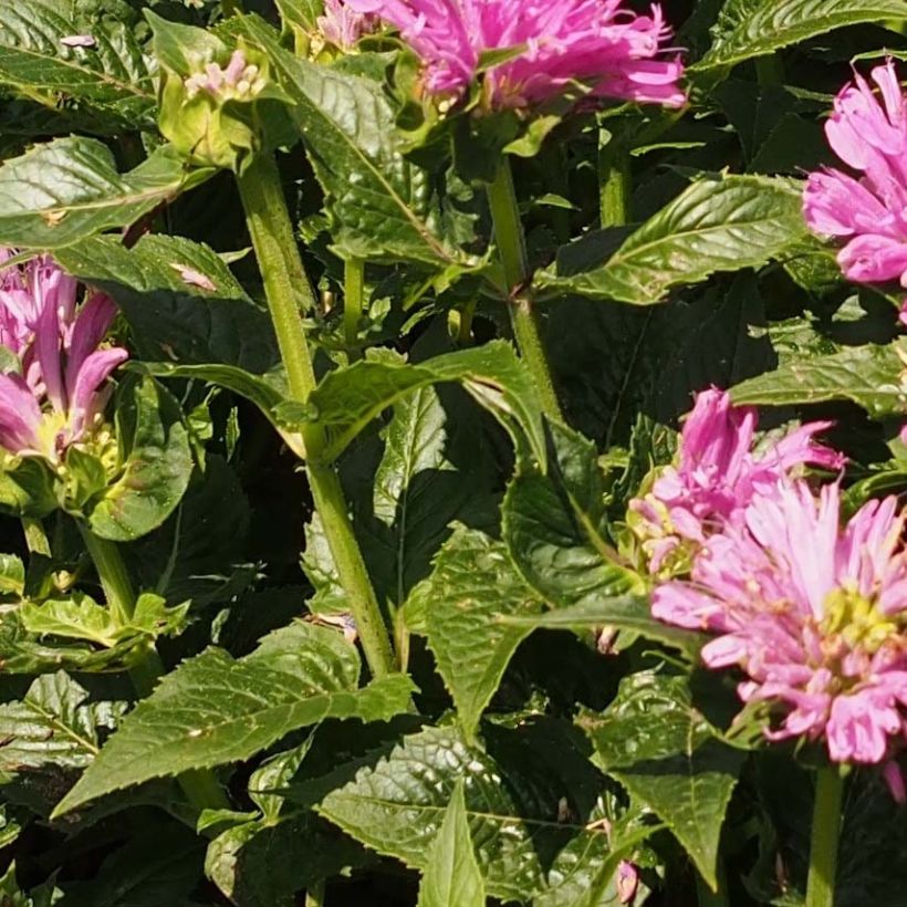 Monarda Petite Delight - Beebalm (Foliage)